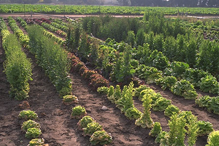 Diversity of Lettuce